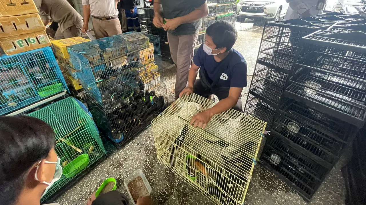 Penyelundupan burung dari Kalteng digagalkan di Pelabuhan Paciran Lamongan. (Dian Kurniawan/Liputan6.com)