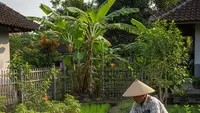 7 Cara Menjadi Petani Padi dengan Lahan Sempit di Pekarangan Rumah