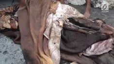 Pengepul kulit hewan kurban panen rejeki di hari raya Idul Adha. Banyak warga dan pengurus masjid yang menjual kulit hewan kurban seperti kambing dan sapi.