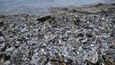 Sampah kiriman tersebut berserakan di pesisir pantai sejak awal Desember 2024. (SONNY TUMBELAKA/AFP)