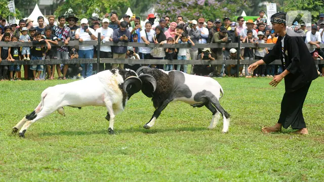 Seni Ketangkasan Domba Garut