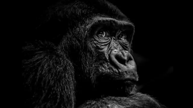 Ini Alasan Gorilla Langka 'harambe' Ditembak Mati, Bukan Dibius