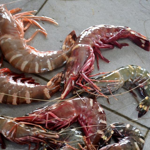 Merayakan Tahun Baru Imlek Yuk Berburu Lobster Murah Di Cilacap Regional Liputan6 Com