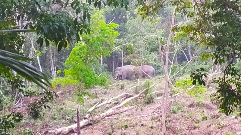 Kawanan gajah yang pernah terpantau BBKSDA Riau masuk ke kebun warga.