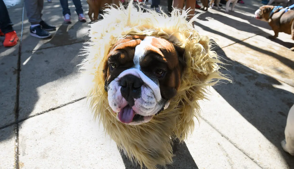 Seekor anjing Bulldog mengenakan kostum menyerupai singa saat ikut berkumpul untuk meraih Rekor Guinness di Mexico City di Meksiko (26/2). (AFP/Alfredo Estrella)