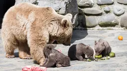 Tiga bayi beruang cokelat Suriah bermain dengan ibu mereka, Martine, di kandang mereka di Kebun Binatang Servion, Swiss, Selasa (17/4). Tiga bayi beruang lahir pada 19 Januari 2018. (Cyril Zingaro / Keystone via AP)