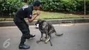 Pelatih mengintruksikan seekor anjing unit k-9 saat melakukan simulasi mencari barang bukti narkoba di Monumen Nasional, Jakarta, Selasa (6/12). Pasukan K9 yang dibentuk BNN terdiri dari berbagai jenis anjing. (Liputan6.com/Faizal Fanani)