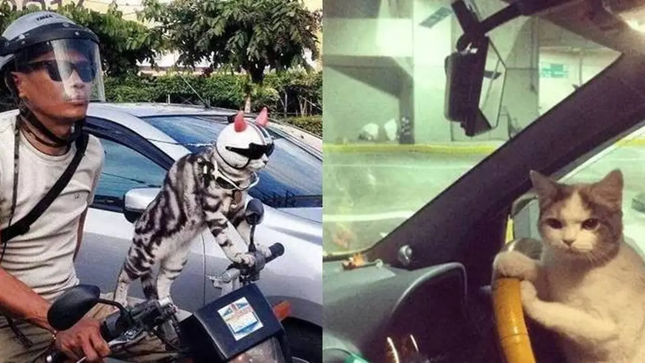 7 Potret Nyeleneh Orang Jalan-Jalan Bareng Kucing Ini Kocak Banget