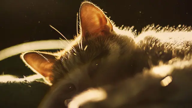 [Bintang] 7 Tips Memotret Kucing Agar Terlihat Lebih Menggemaskan di Kamera