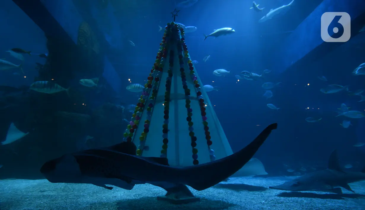 Ikan-ikan melintasi pohon Natal yang terbuat dari bahan daur ulang di Jakarta Aquarium dan Safari, Sabtu (19/12/2020). Jakarta Aquarium dan Safari menghias pohon Natal dari bahan daur ulang mulai 20-27 Desember 2020 untuk memperingati perayaan Natal. (merdeka.com/Imam Buhori)