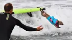 Seekor anjing melompat dari papan seluncurnya saat kompetisi tahunan City Surf Dog di Huntington Beach, California, Sabtu (29/9). Para anjing peserta yang dipandu pemilik mereka diberi kesempatan menunjukkan kebolehan berselancar. (AFP/Frederic J. BROWN)