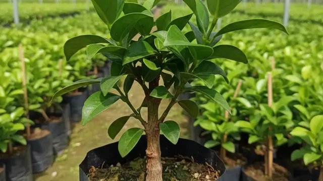 Cara Menanam Jambu Air di Pot untuk Pemula. AI