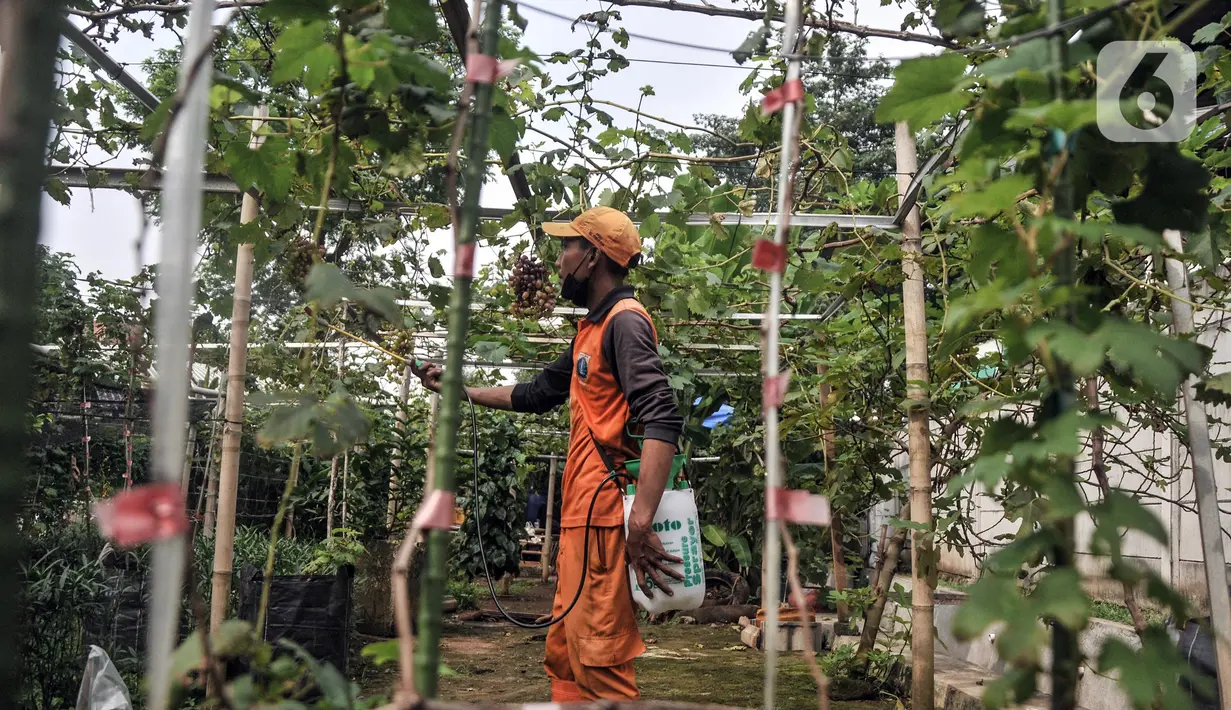 Wagiman (40), petugas Penanganan Prasarana dan Sarana Umum (PPSU) Kelurahan Pondok Kopi melakukan penyemprotan kebun anggur di kawasan Rawa Jaya, Kecamatan Duren Sawit, Jakarta Timur, Senin (6/6/2022). Hasil panen kebun anggur ini akan dibagikan kepada petugas PPSU dan warga sekitar secara gratis. (merdeka.com/Iqbal S. Nugroho)