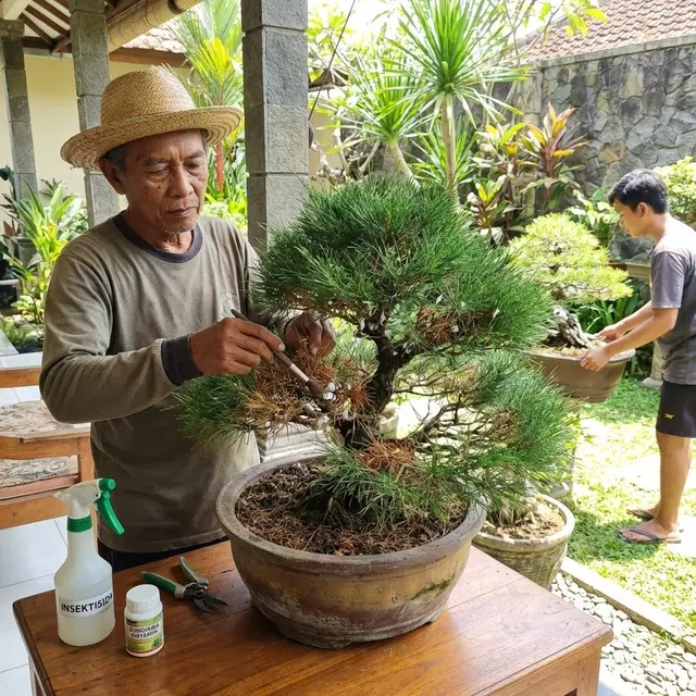 Cara Merawat Bonsai Cemara