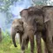 Hari Gajah Sedunia, Tantangan Upaya Menjaga Populasi