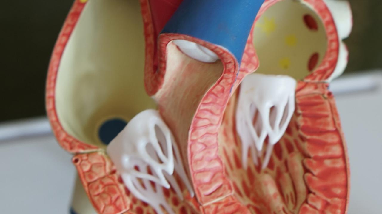 Ilustrasi organ tubuh