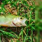 Viral Fenomena Langka Hujan Ikan yang Menghebohkan (Sumber: Facebook/Thecityoftexarkana)