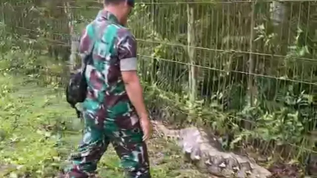 Seekor ular piton bermotif kembang, menerobos pagar pembatas di Lanud Halu Oleo Kendari lalu memangsa rusa peliharaan, Rabu (14/6/2023).(Liputan6.com/dok warga)