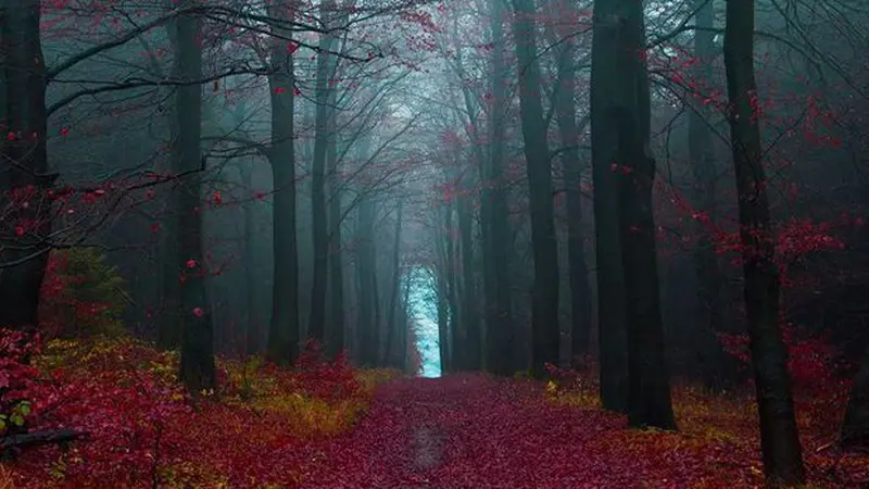 Black Forest Germany 