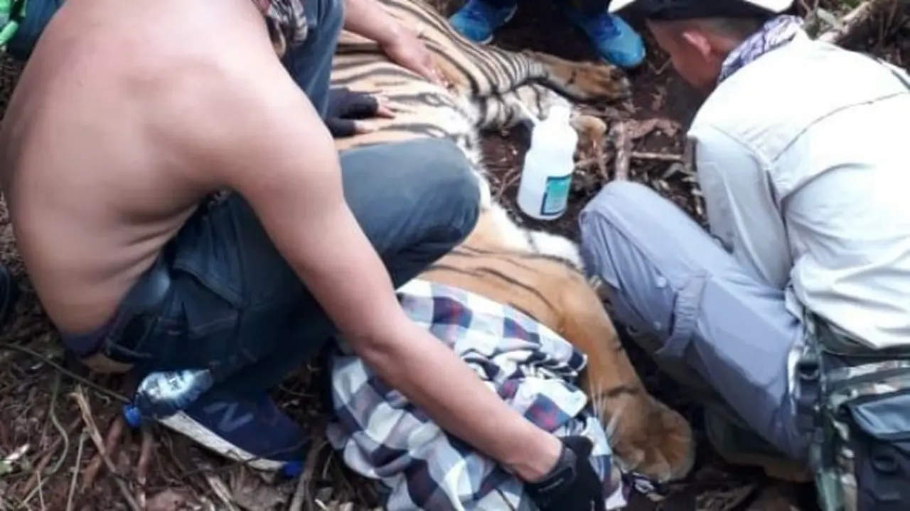 Petugas BBKSDA Riau melepaskan jerat dari kaki kanan harimau sumatra.