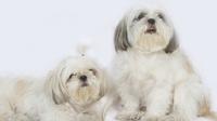 Anjing Shih Tzu. (Pixabay)