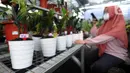 Karyawan mengupload foto tanaman hias untuk dipasarkan secara online di Titik Hijau, Bojongsari, Depok, Jawa Barat, Senin (26/10/2020). Pada masa pandemi COVID-19, dalam sebulan pedagang rata-rata mempu menjual 50 tanaman hias dengan omzet ratusan juta rupiah. (merdeka.com/Arie Basuki)