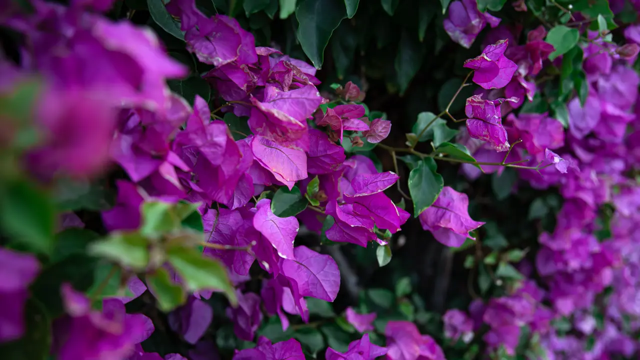 Rahasia Merawat Bougainvillea agar Tumbuh Sehat, Subur, dan Rajin Berbunga