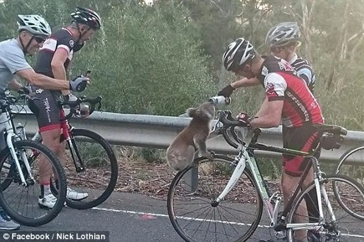 Koala