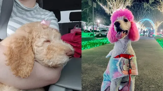 Pertumbuhan Anjing 'Dulu vs Sekarang'.