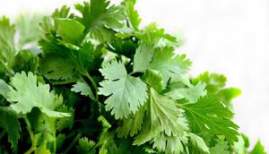 Ilustrasi daun ketumbar. (Sumber: Pixabay)