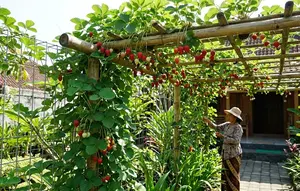 9 Tanaman Buah yang Bisa Dirambatkan di Pagar atau Pergola, Cantik dan Produktif