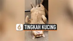 kucing mati