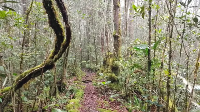 Gunung Sinsing di perbatasan Kalimantan dan Malaysia. (Dok: Gunung Bagging https://www.gunungbagging.com/sinsing/nggallery/page/1)