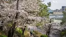 Mekarnya bunga Sakura menciptakan pemandangan merah muda yang ikonik. Tampak dalam foto, orang-orang berjalan di bawah pohon sakura saat kereta lewat di Tokyo pada Senin 30 Maret 2026. (Yuichi YAMAZAKI/AFP)