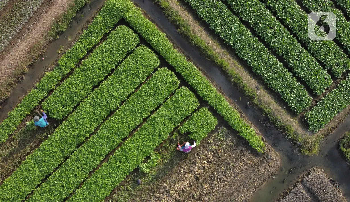 Foto udara aktivitas petani di lahan garapan kawasan Papanggo, Jakarta Utara, Rabu (1/12/2021). Para petani di kawasan tersebut menggantungkan hidup dengan menyewa lahan garapan untuk bercocok tanam sayuran seperti kangkung, bayam, ubi, dan daun kemangi. (Liputan6.com/Helmi Fithriansyah)