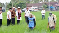 Beras Organik Banyuwangi Kian Diminati Pasar Lokal di Indonesia, Sempat Ekspor ke Italia dan Afsel