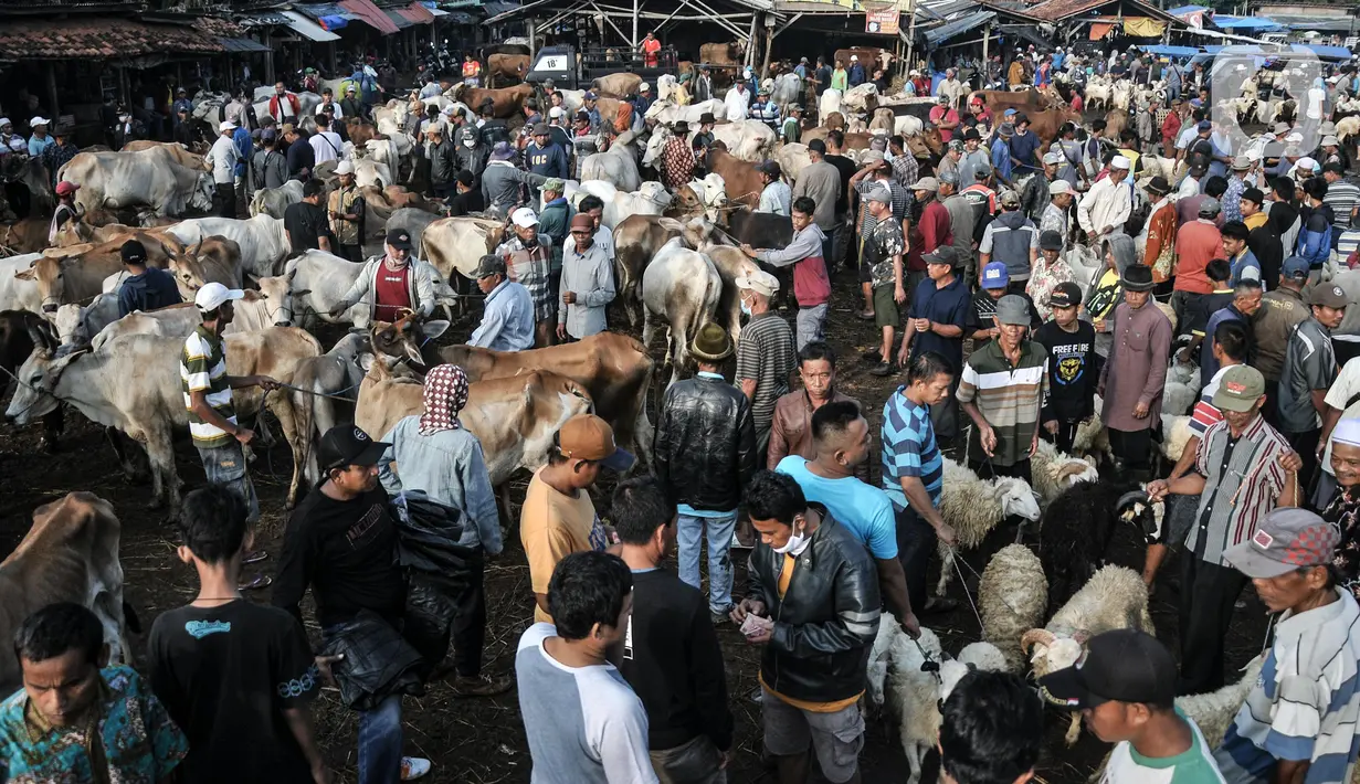 Suasana aktivitas jual beli hewan kurban di Pasar Hewan Jonggol, Kabupaten Bogor, Jawa Barat, Kamis (7/7/2022). Menjelang Idul Adha yang jatuh pada 10 Juli mendatang, pasar hewan terbesar se-Jabodetabek itu kian ramai dipadati oleh aktivitas jual beli hewan kurban seperti sapi, kerbau, dan domba. (merdeka.com/Iqbal S Nugroho)