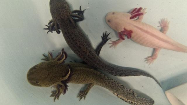 Berminat Pelihara Ikan 'Monster' Ini?