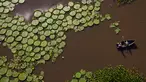 Wisatawan menaiki perahu di dekat tanaman Victoria Cruziana yang tumbuh di atas air sungai Salado di Piquete Cue, Paraguay (7/1). Victoria Cruziana atau biasa disebut teratai raksasa ini berasal dari Amerika Selatan. (AP Photo/Jorge Saenz)