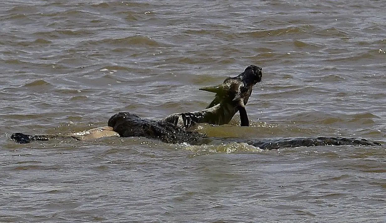 Seekor buaya menyerang seekor Wildebeest  saat menyebrang sungai di Masai Mara, Kenya (1/9/2015). Ratusan Wildebeest  melakukan migrasi dari Serengeti ke Masai Mara untuk menemukan padang rumput selama musim kering di Kenya. (AFP Photo/Carl De Souza)