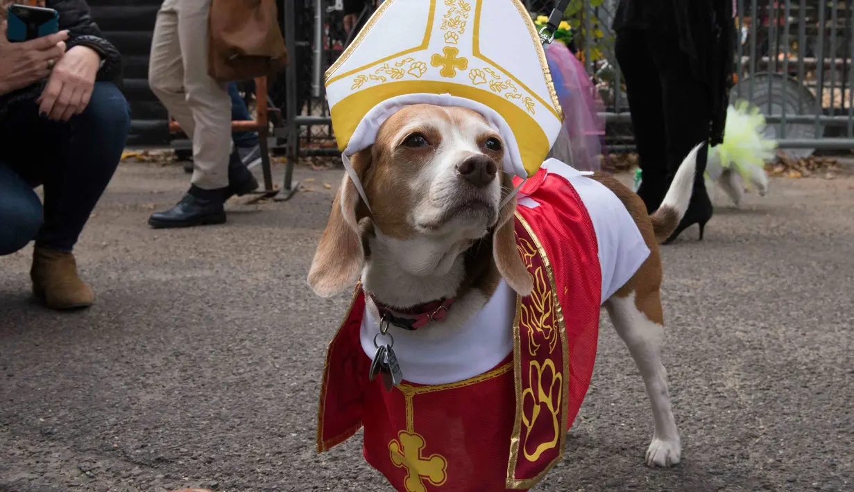 Seekor anjing berpakaian seperti pendeta selama mengikuti Parade anjing Halloween di New York, USA, Sabtu (24/10/2015). Puluhan Anjing dari berbagai ras ikut dalam parade ini. (REUTERS/Keith Stephanie)