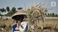 Hikmah Pandemi Corona, Pendapatan Petani Justru Meroket