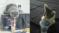 6 Tingkah Lucu Kucing saat Minum Pakai Sedotan Ini Bikin Gemas (1cak Twitter/twitkocheng)
