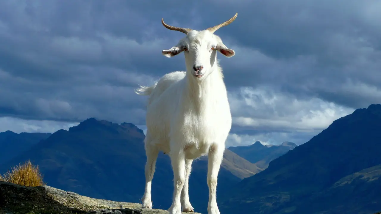 Kambing - Vania