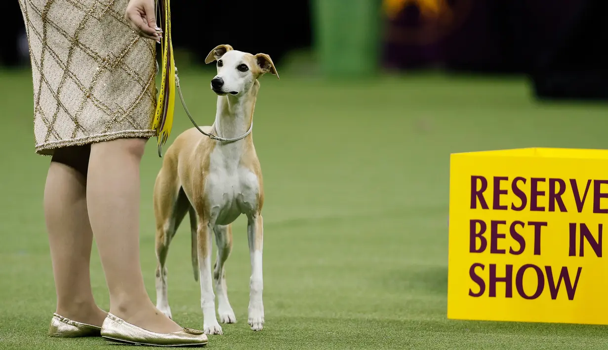Bourbon sang whippet bersaing dalam Westminster Kennel Club Dog Show ke-144 di New York, Amerika Serikat, Selasa (11/2/2020). Westminster Kennel Club Dog Show ke-144 diikuti 2.600 anjing dari 49 negara bagian. (AP Photo/John Minchillo)