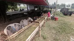 Penjual hewan kurban melakukan aktivitas di area pemakaman Tionghoa, Tanah Kusir, Jakarta, Selasa (21/7/2020). Jelang Idul Adha, pedagang mengaku menyediakan hewan kurban untuk dijual hanya setengah dari tahun sebelumnya karena sepinya minat pembeli di tengah Covid-19. (Liputan6.com/Johan Tallo)
