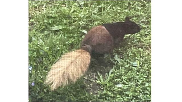 Selain Kucing, 7 Hewan Ini Punya Corak Bulu Bentuk Unik Sedari Lahir