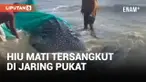 Geger! Hiu 2 Ton Nyangkut di Jaring Pukat Nelayan