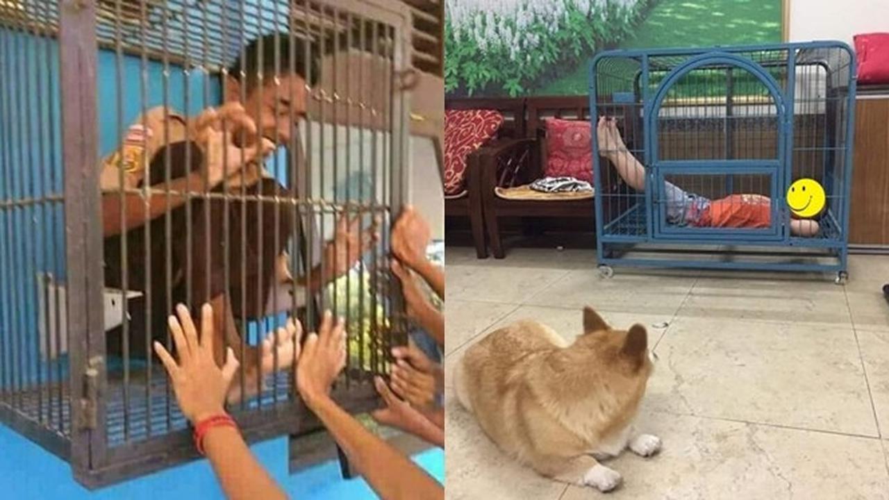 6 Tingkah Absurd Orang Masuk Kandang, Enggak Habis Pikir
