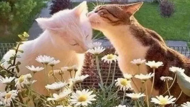 10 Potret Kocak Kucing Bucin sama Pasangannya Ini Bikin Iri